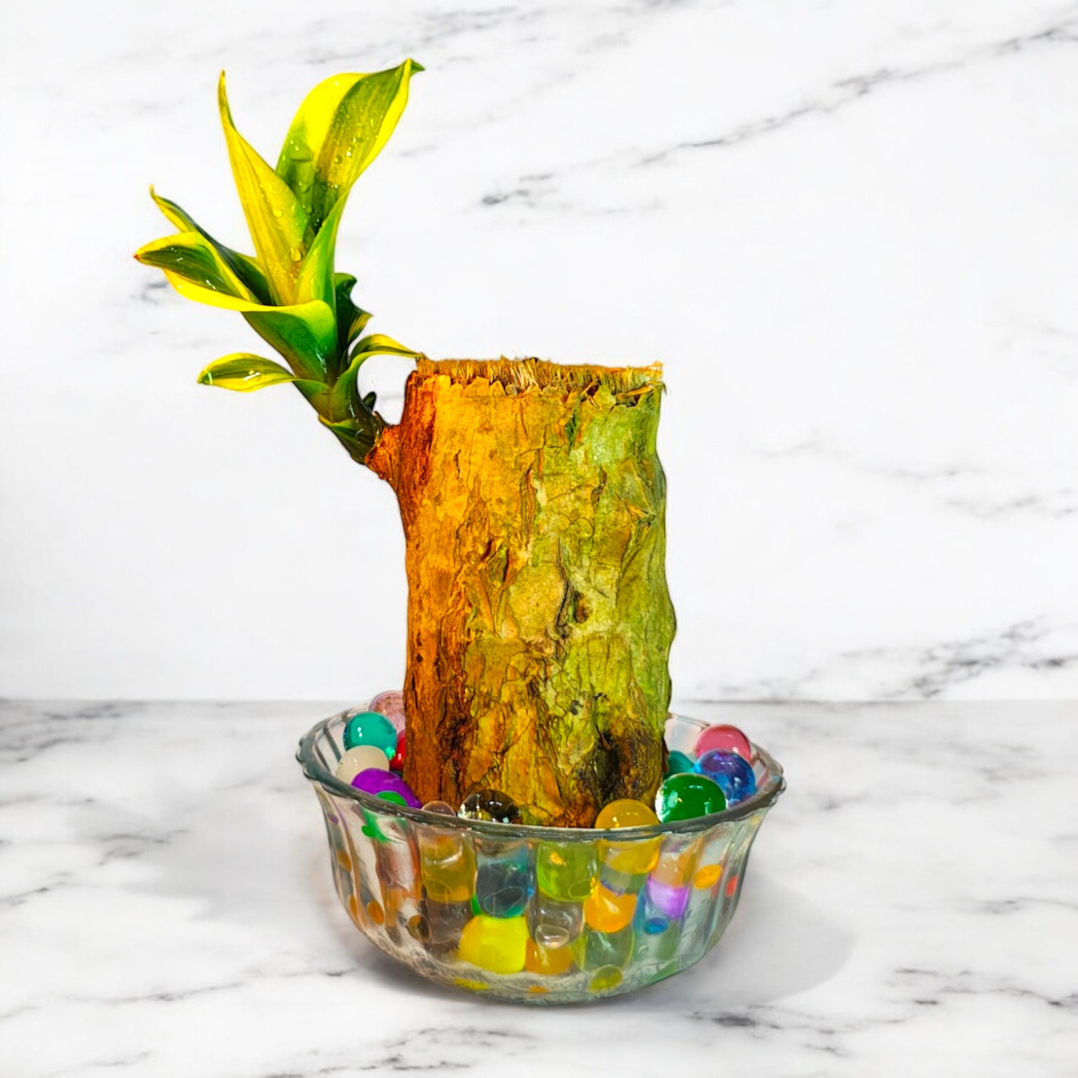 Brazilian Wood Live Plant (Dracaena Fragrans)